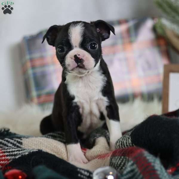Esme, Boston Terrier Puppy